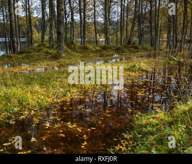 Et le feuillage des arbres inondés par le parking à Loch Beinn a Mheadhoin dans Glen Affric, Ecosse. Après une période prolongée de pluie. Banque D'Images