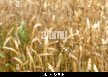 Spider web avec une petite araignée, Spider web sur le fond d'oreilles Banque D'Images