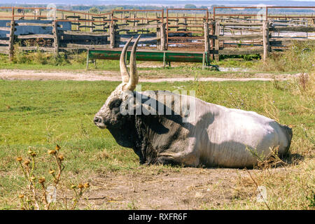 Steppe hongroise gris les bovins. Bos taurus. Vache avec grandes cornes assis dans la prairie avec clôture en bois derrière. Paysage rural. Soleil d'été. Hongrie Banque D'Images