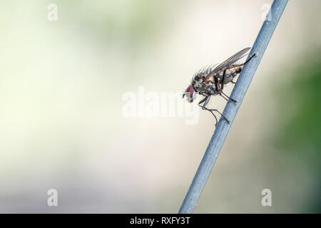 Fliege auf dem Maschendrahtzaun Altglas-Fotografie - mit dem Trioplan 100mm f2.8 Banque D'Images