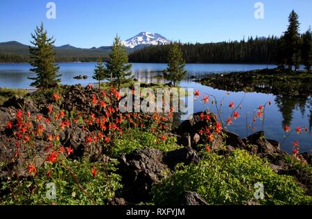 Ancolie rouge fleurs à Elk Lake Près de Bend Oregon Banque D'Images