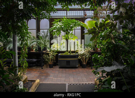 Jardins botaniques de Glasgow - arbre central en verre prix autour de feuilles vertes Banque D'Images