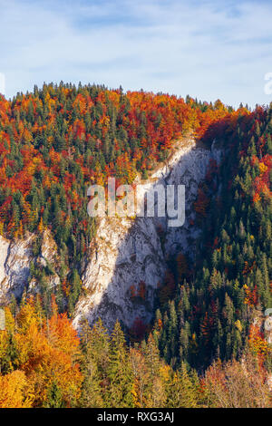 La montagne boisée avec cliff en automne. hêtre et chêne arbres sur une pente raide. belle nature paysage dans evevning Banque D'Images