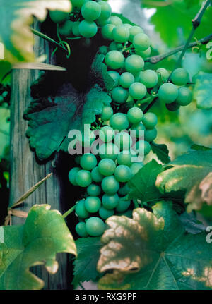 Une grappe de raisins verts mûrs sont prêtes à être cueillies dans le vignoble d'une cave dans la région vinicole de la vallée de Napa, Californie, USA. La peau de raisin vert est retiré avant qu'ils sont fermentés pour rendre les vins blancs, comme le Chardonnay, Sauvignon Blanc et le Riesling. Banque D'Images