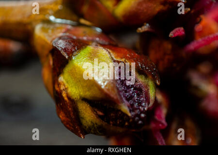 Arbre en fleurs printemps bud contexte macro photographie Banque D'Images