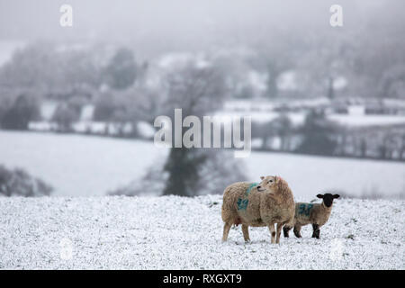 Flintshire, au nord du Pays de Galles, Royaume-Uni 10 mars 2019. UK : météo neige Mars comme la nuit les chutes de neige ont laissé certaines parties du Royaume-Uni, sous un manteau de neige. Flintshire, Nord du Pays de Galles de neige a frappé avec un avertissement jaune Met Office en place pour la zone comme cette brebis et son agneau découvert ce matin dans Lixwm, Flintshire Banque D'Images