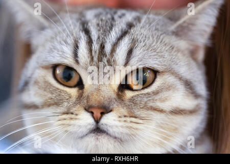 Angry Young British Shorthair chat. Le chat regarde et attend. Banque D'Images