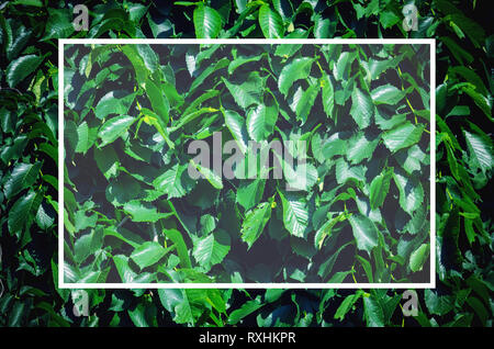 Mise en page créative de feuilles vertes avec bordure blanche. Cadre blanc avec de l'espace vide pour placer du texte dans le centre. Mise à plat. Nature Fond Banque D'Images