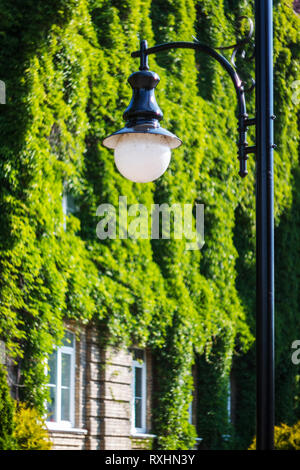 Vieille Lampe rue élégante avec un plafond blanc rond vert contre la façade d'une maison de campagne complètement couverte de lierre. Architecture verte Banque D'Images