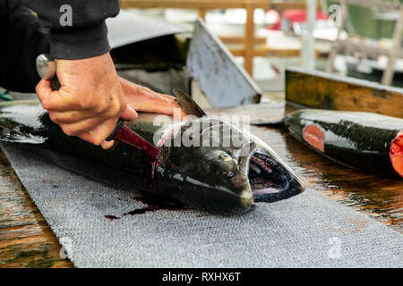 Salmon (Oncorhynchus kisutch) filetage et préparation à Port Renfrew, l'île de Vancouver, BC Canada Banque D'Images