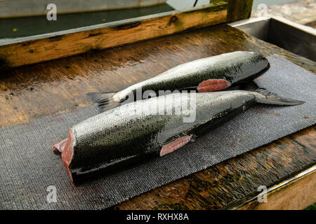 Salmon (Oncorhynchus kisutch) filetage et préparation à Port Renfrew, l'île de Vancouver, BC Canada Banque D'Images