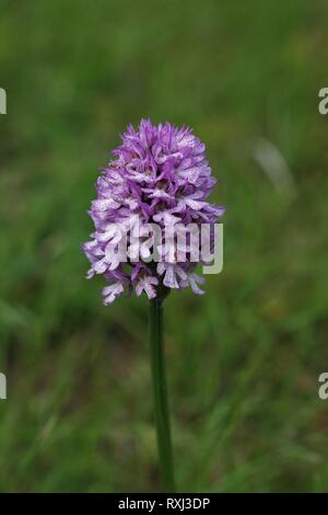 Trois dents Orchid (Neotinea tridentata) près d'Ottbergen, Allemagne Banque D'Images