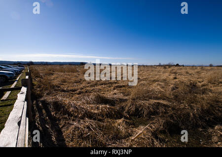 Les champs d'herbe sauvage poussent dans ce qui était un marais salé avant la construction de la digue au parc de la baie Mud, à Surrey, en Colombie-Britannique, au Canada Banque D'Images