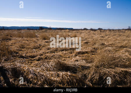 Les champs d'herbe sauvage poussent dans ce qui était un marais salé avant la construction de la digue au parc de la baie Mud, à Surrey, en Colombie-Britannique, au Canada Banque D'Images