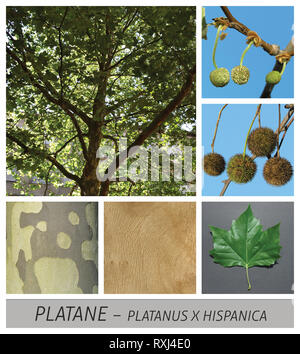 Avion, Maple, commun, Platanus hispanica, fruits, feuilles, Banque D'Images