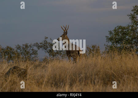 Un grand buck Californie le Cerf mulet sur une colline au cours d'une soirée d'été. Banque D'Images