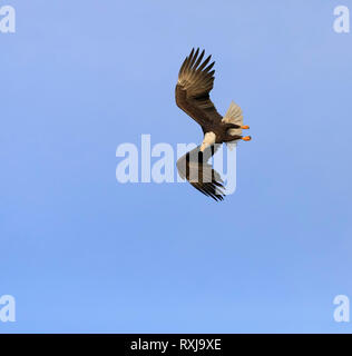 Pygargue à tête blanche Haliaeetus leucocephalus, plongée sous-marine, pour les poissons Banque D'Images