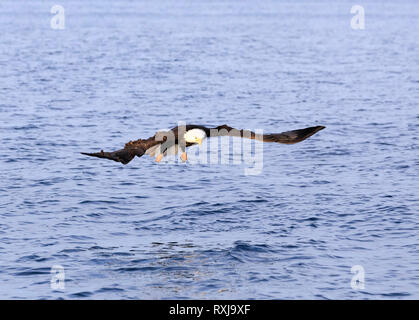 Pygargue à tête blanche Haliaeetus leucocephalus, plongée sous-marine, pour les poissons Banque D'Images