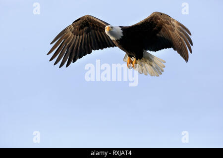 Pygargue à tête blanche Haliaeetus leucocephalus, en vol, Banque D'Images