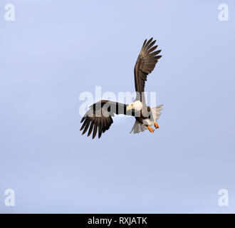 Pygargue à tête blanche Haliaeetus leucocephalus, en vol, Banque D'Images