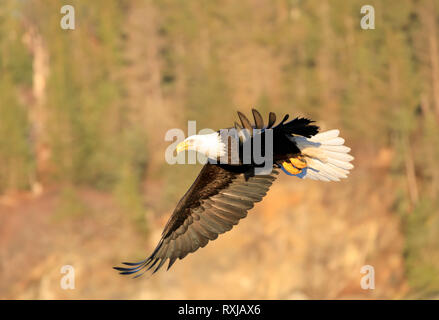 Pygargue à tête blanche Haliaeetus leucocephalus, en vol, Banque D'Images