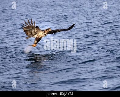 Pygargue à tête blanche Haliaeetus leucocephalus, pêche, juvénile Banque D'Images