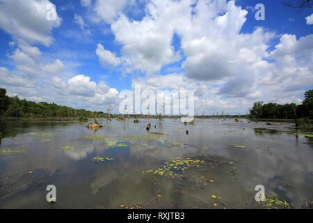 Neak Pean au Cambodge Banque D'Images