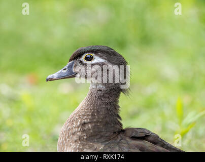 Canard branchu femelle, (Aix sponsa), close up, Manitoba, Canada Banque D'Images