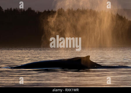 Exhailing baleine à bosse près d'une île dans l'archipel Broughton, le territoire des Premières Nations, de la Colombie-Britannique, Canada. Banque D'Images