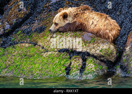 Les jeunes au sein du sommeil de l'ours grizzli moules le long de l'Inlet Knight rivage à marée basse, le territoire des Premières Nations, de la Colombie-Britannique, Canada. Banque D'Images
