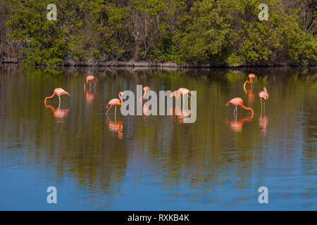 Flamants Roses dans Cuba Coco Cay, au nord-est de cays. Au large de la côte nord de Cuba. Banque D'Images