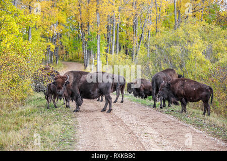 Troupeau de bisons des plaines, debout sur route en couleurs de l'automne, le parc national du Mont-Riding, Manitoba, Canada. Banque D'Images