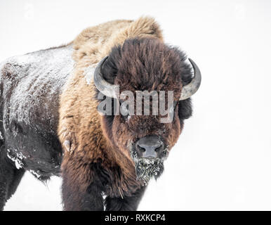 Le bison des plaines, taureau, Bison bison bison, en hiver, au Manitoba, Canada. Banque D'Images