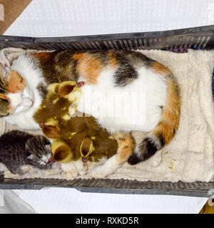 Mère de famille de chat pour les canetons. Chat dans un panier avec chaton et recevoir des canetons de canards musqués. Banque D'Images