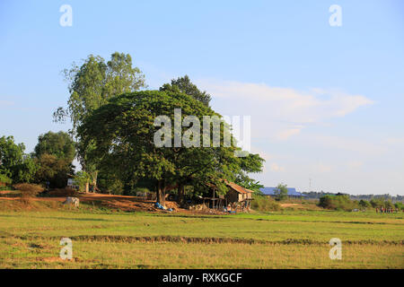 Paysage de l'agriculture au Cambodge Banque D'Images