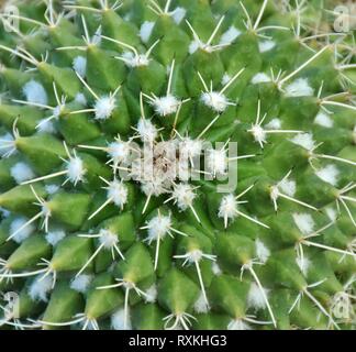 Gros plan de la structure et des épines de cactus dans le désert de Sonora de Tucson, Arizona. Banque D'Images