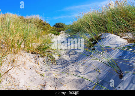 Plage de sable de Hiddensee en été, Allemagne Banque D'Images