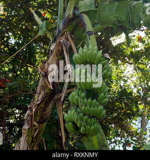 Bananenstaude (Musa), Koh Samui, Thaïlande | plant de banane ou de bananier (Musa), Koh Samui, Thaïlande Banque D'Images