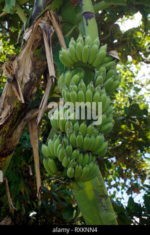 Bananenstaude (Musa), Koh Samui, Thaïlande | plant de banane ou de bananier (Musa), Koh Samui, Thaïlande Banque D'Images