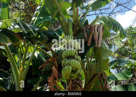 Bananenstaude (Musa), Koh Samui, Thaïlande | plant de banane ou de bananier (Musa), Koh Samui, Thaïlande Banque D'Images