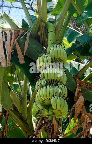 Bananenstaude (Musa), Koh Samui, Thaïlande | plant de banane ou de bananier (Musa), Koh Samui, Thaïlande Banque D'Images