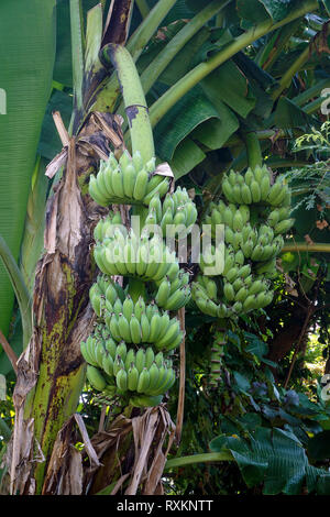 Bananenstaude (Musa), Koh Samui, Thaïlande | plant de banane ou de bananier (Musa), Koh Samui, Thaïlande Banque D'Images