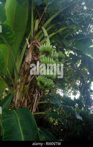 Bananenstaude (Musa), Koh Samui, Thaïlande | plant de banane ou de bananier (Musa), Koh Samui, Thaïlande Banque D'Images