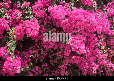 Bougainvillea Bougainvillea glabra (moindre), blooming, Koh Samui, Thaïlande Banque D'Images