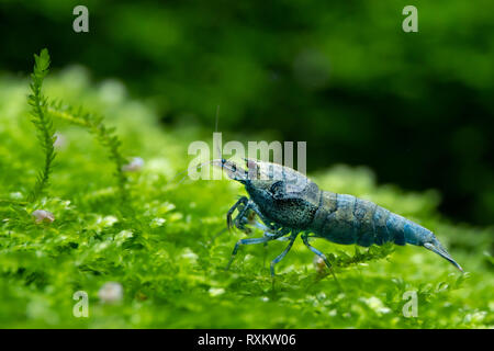 Le boulon bleu Crevette caridina debout sur des mousses aquatiques vert dans l'aquarium d'eau douce Banque D'Images