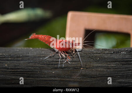 Crevettes d'eau douce en pâturage animal réservoir planté Banque D'Images