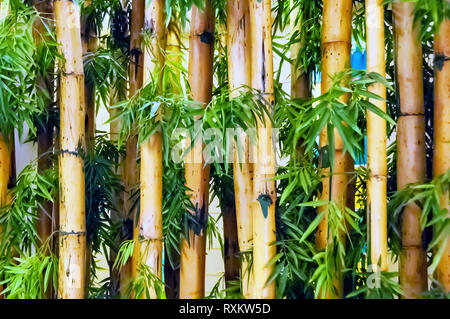 Un gros plan sur les plantes de bambou tiges de bambou et de feuilles vertes, cultivé dans un petit jardin intérieur pour améliorer l'aspect et la convivialité de l'endroit. Banque D'Images