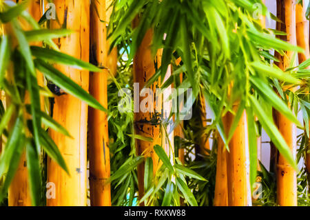 Un gros plan sur les plantes de bambou/tiges du bambou avec bien vertes feuilles cultivées dans une bambouseraie pour améliorer l'esthétique de l'endroit. Banque D'Images