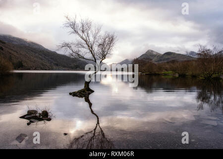 La Lonely Tree - Llanberis North Wales Banque D'Images