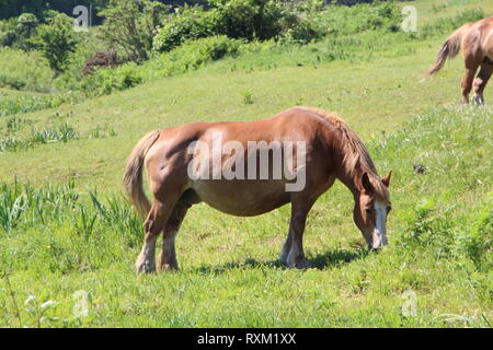 Cheval de Trait Breton le pâturage dans un champ en Bretagne au printemps Banque D'Images